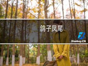 鸽子凤尾