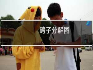 鸽子分解图