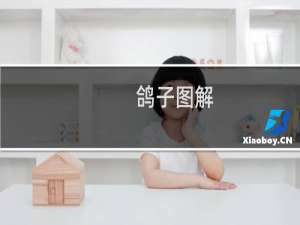 鸽子图解