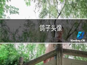 鸽子头像