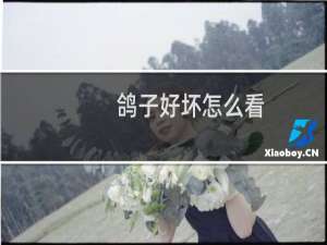 鸽子好坏怎么看