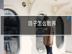 鸽子怎么散养