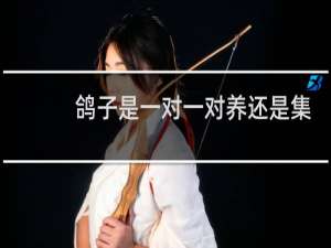 鸽子是一对一对养还是集体养