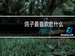 鸽子最喜欢吃什么