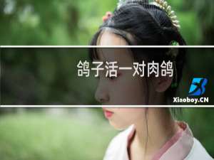 鸽子活一对肉鸽