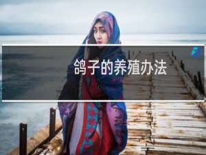 鸽子的养殖办法