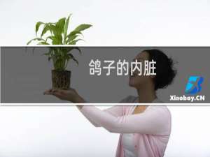 鸽子的内脏