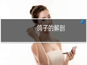 鸽子的解剖