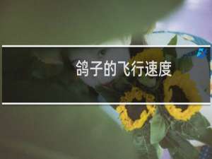 鸽子的飞行速度