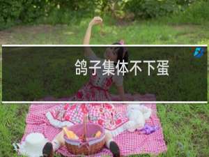 鸽子集体不下蛋