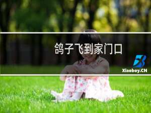 鸽子飞到家门口