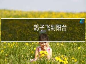 鸽子飞到阳台