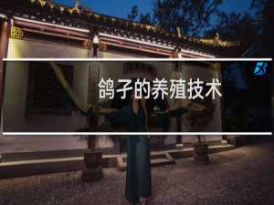 鸽孑的养殖技术