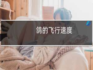 鸽的飞行速度