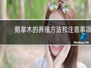 鹅掌木的养殖方法和注意事项