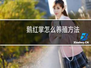鹅红掌怎么养殖方法