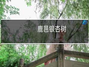 鹿邑银杏树