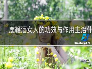 鹿鞭酒女人的功效与作用主治什么