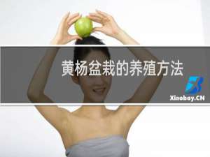 黄杨盆栽的养殖方法