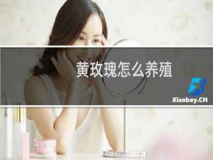 黄玫瑰怎么养殖