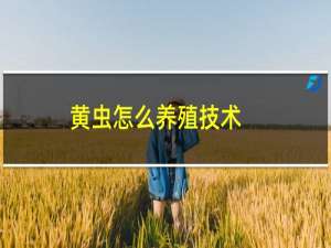 黄虫怎么养殖技术