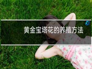 黄金宝塔花的养殖方法