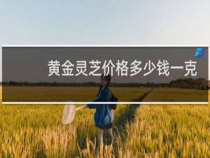 黄金灵芝价格多少钱一克