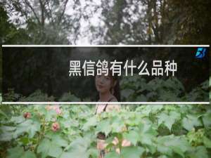 黑信鸽有什么品种
