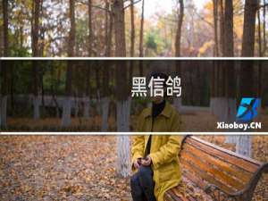 黑信鸽