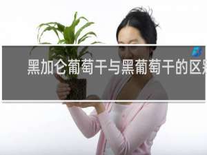 黑加仑葡萄干与黑葡萄干的区别