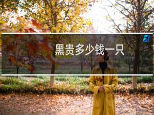 黑贵多少钱一只