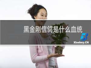 黑金刚信鸽是什么血统