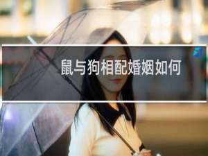 鼠与狗相配婚姻如何
