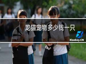 龙猫宠物多少钱一只
