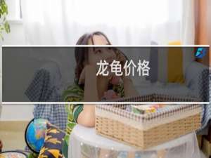 龙龟价格