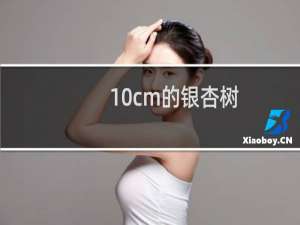 10cm的银杏树