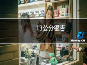 13公分银杏