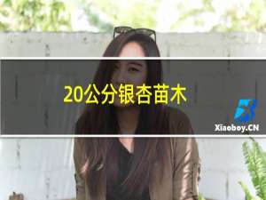 20公分银杏苗木