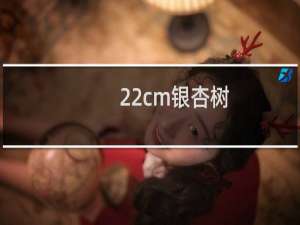 22cm银杏树