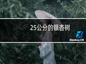 25公分的银杏树