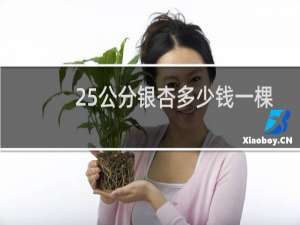 25公分银杏多少钱一棵