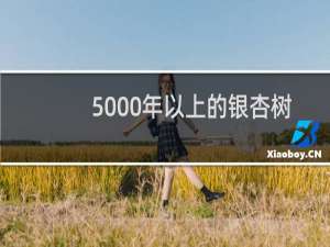 5000年以上的银杏树