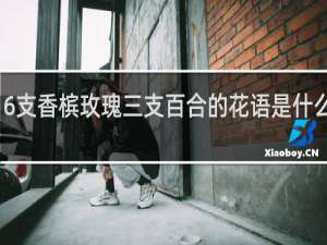 6支香槟玫瑰三支百合的花语是什么意思