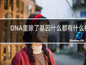 DNA里除了基因什么都有什么梗