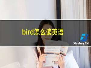 bird怎么读英语