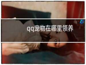 qq宠物在哪里领养