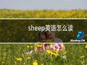 sheep英语怎么读