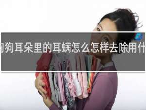 狗狗耳朵里的耳螨怎么怎样去除用什么药物 - 几块钱治疗狗狗耳螨