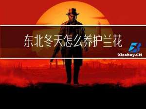 东北冬天怎么养护兰花视频