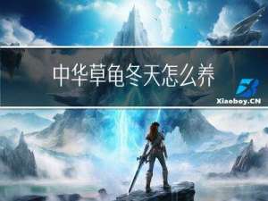 中华草龟冬天怎么养